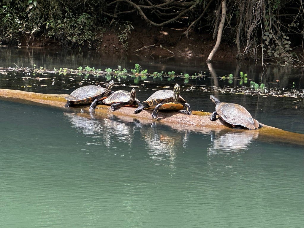 Four turtles sunning themselves on a log. Their long necks are black with yellow stripes