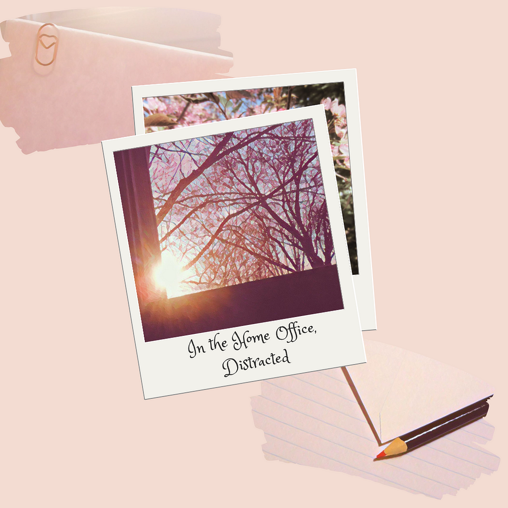 Photograph of the sun shining through bare tree branches in a polaroid frame. There’s a paperclip with a heart shape in one corner of the image and a pencil in the other corner