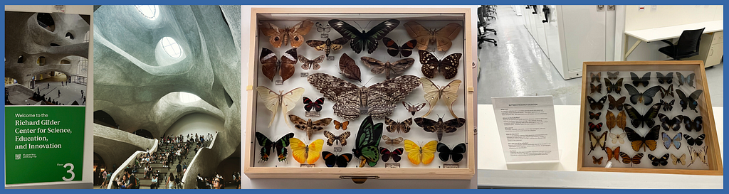 Bâtiment du Gilder Center à New-York, collections entomologiques de papillons
