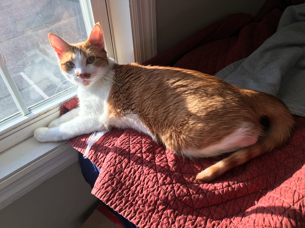 An orange and white cat sitting on the edge of a bed in front of a window. He has a crooked orange mustache and a circle of orange for a goatee.