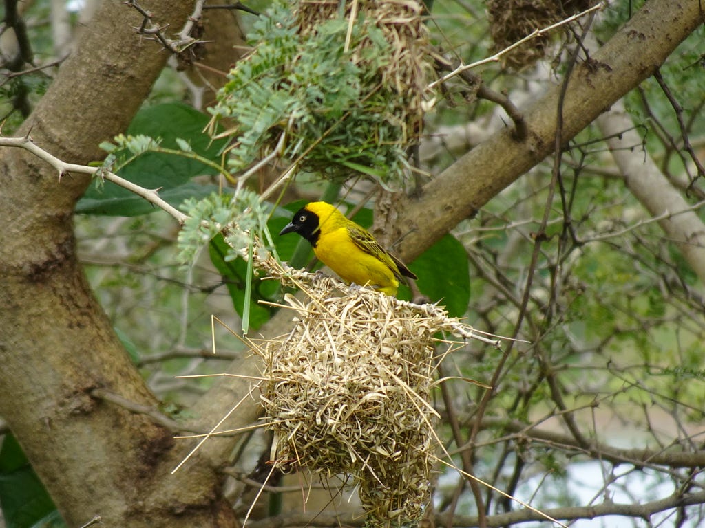 A yellow-and-black bird, perched on top of a straw-colored nest