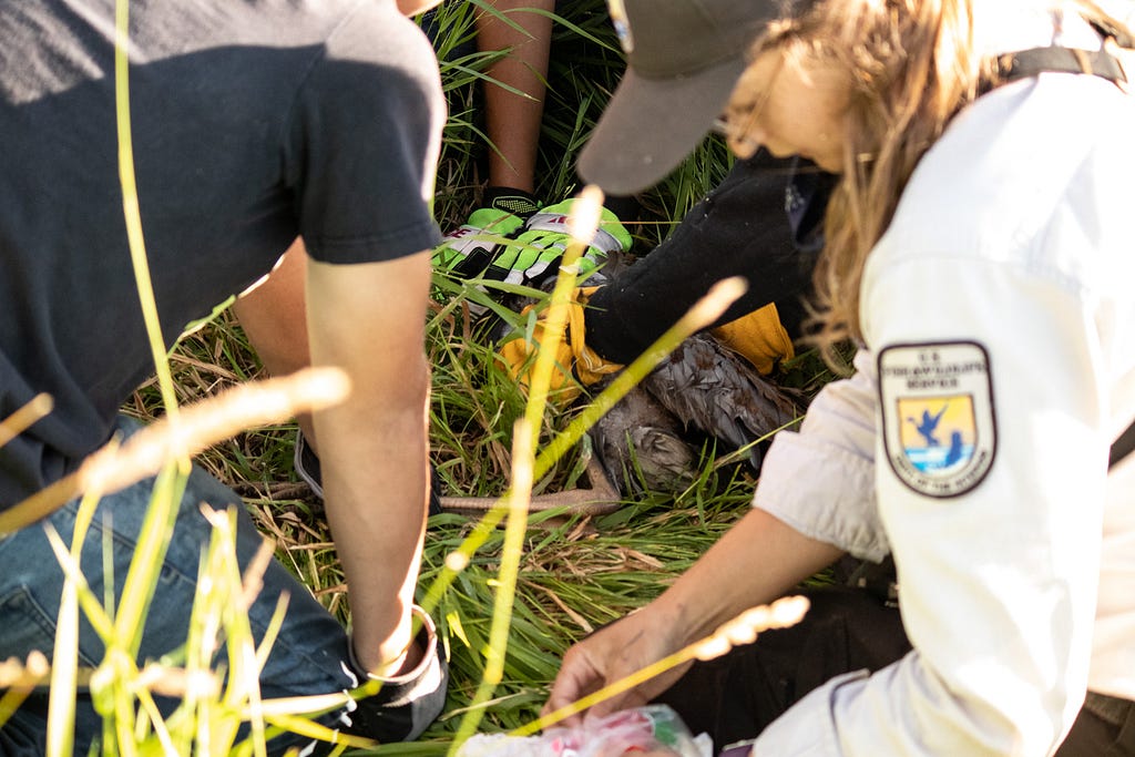 Youth Conservation Corp crew holding juvenile Sandhill crane while Wildlife Biologist, Jesy Simons prepares bands.