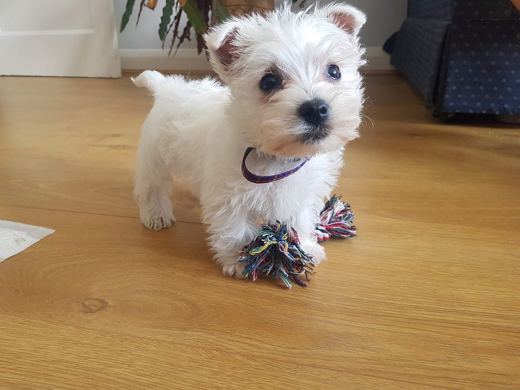 Picture of a 9 week old Westie puppy called Daisy