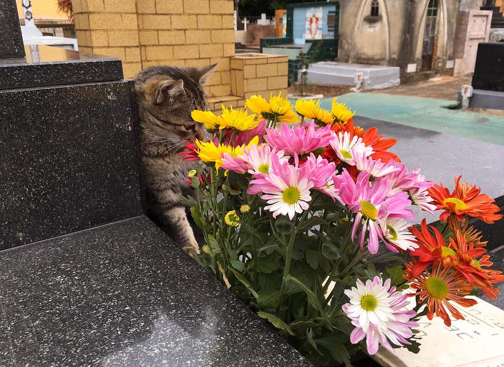 Gato cinza em cima de sepultura, próximo de flores