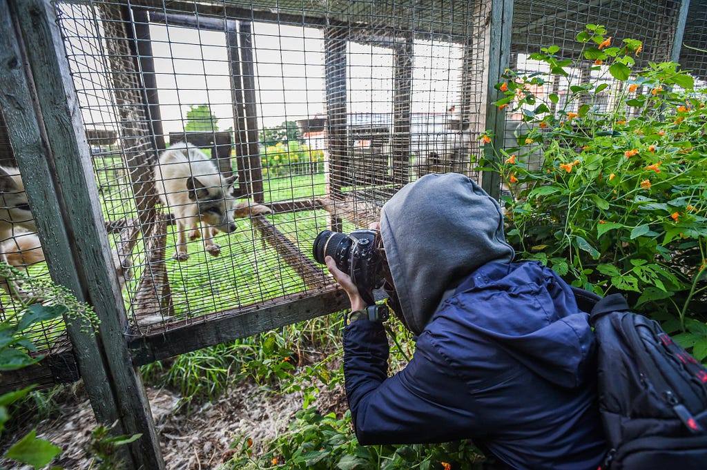 A photojournalist documents a calico or marble fox dwelling inside a barren wire mesh cage at fur farm in Quebec. Canada, 2022. We Animals Media