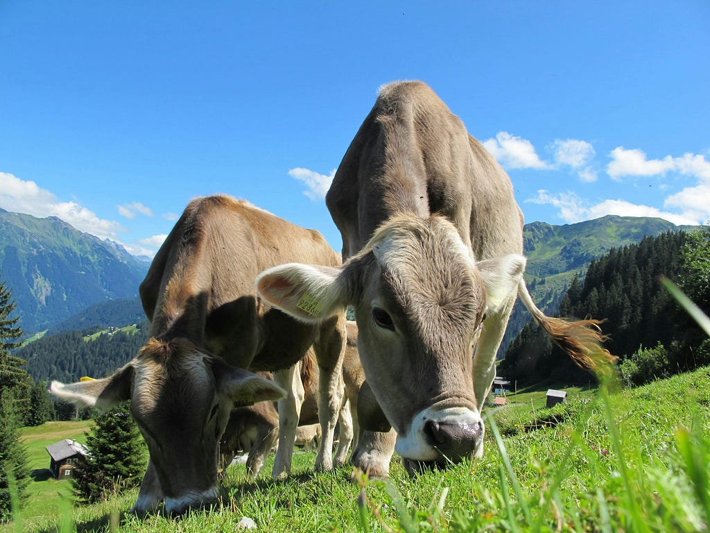 A photo of two cowsgrazing on a green mountain slope