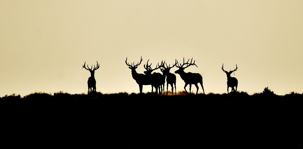 A tough shot to capture, Tom photographs a group of mature bull elk (Cervus canadensis) at sunrise.