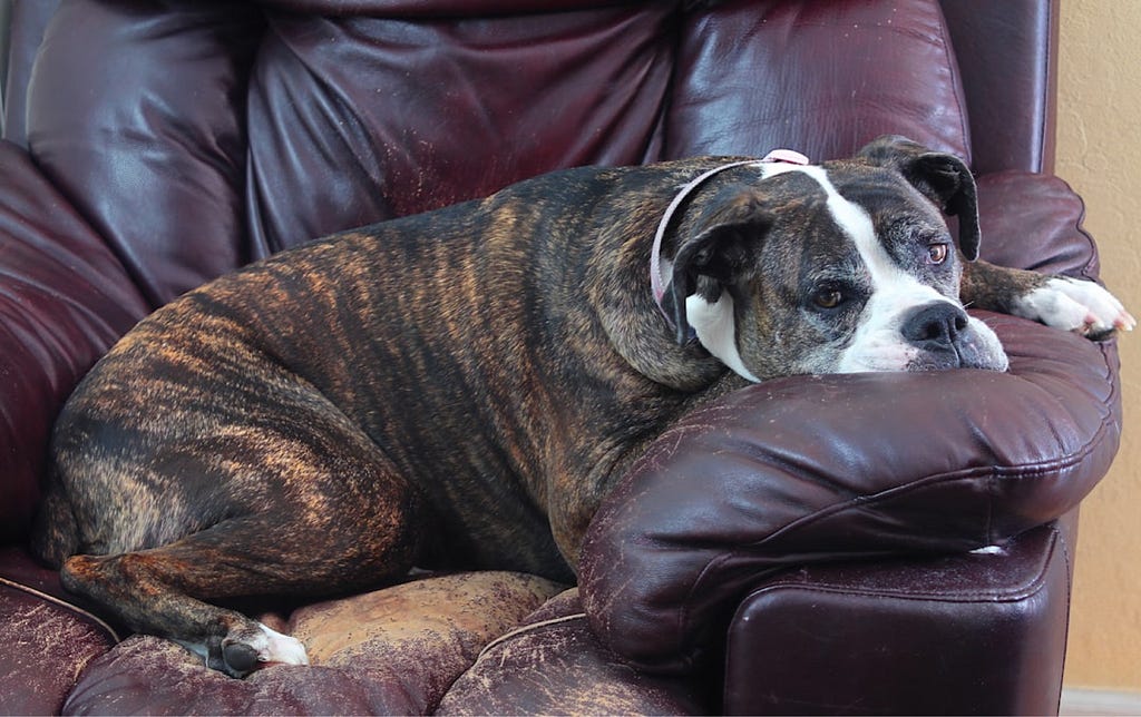 A dog sprawled on the couch.