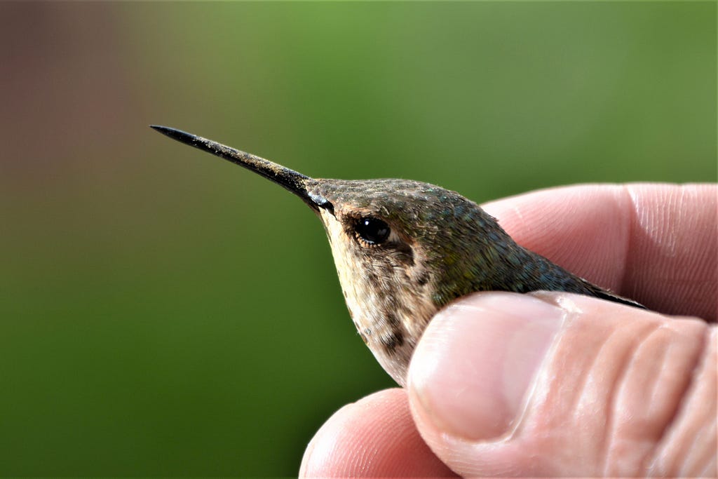 A scientist shows the pollen coating the beak of a female rufous hummingbird before releasing it.