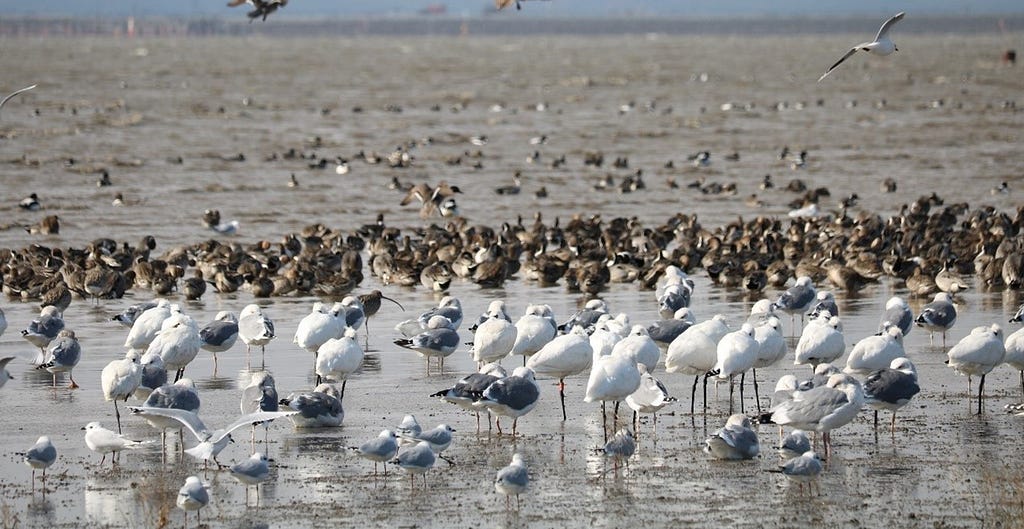 A large group of wading birds stand and float in a flooded mudflat