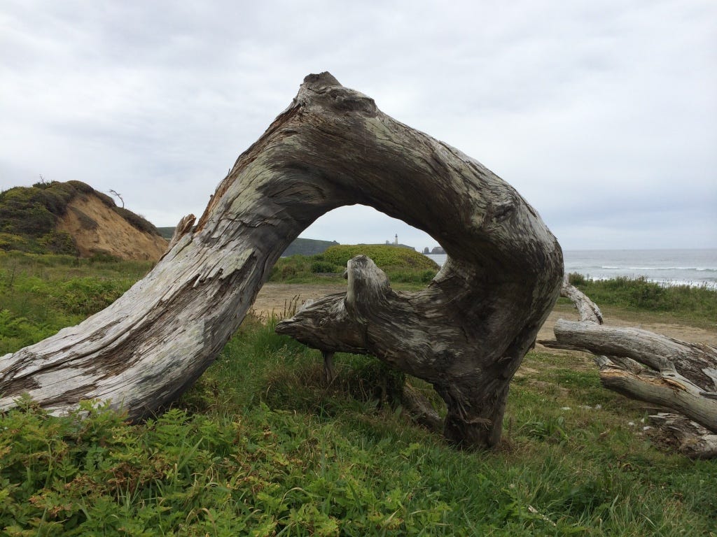 A unique perspective while sitting on a log. I found a lighthouse while enjoying the ocean waves. View under a curved drift wood next to me.