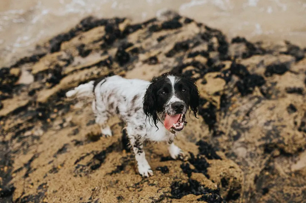 Adorable dog enjoying the sea