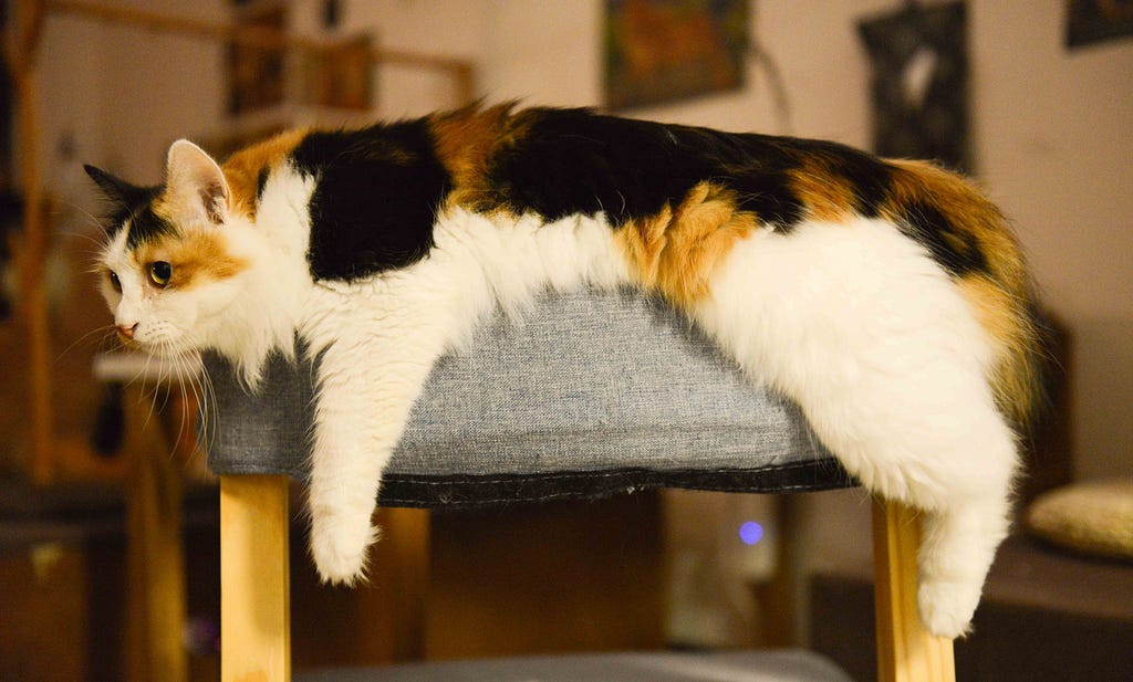 Large long-haired calico cat draped across the top of an upholstered dining room chair