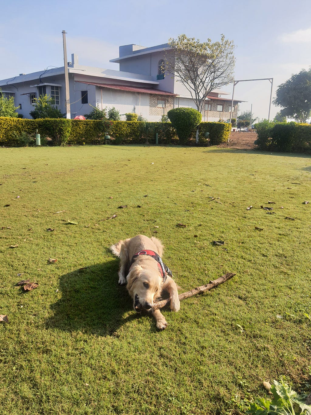 My pet golden retriever dog Alzu playing in the garden of Amourcasa homestay in Bundi.
