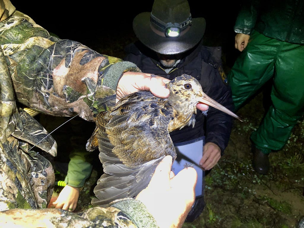 Woodcock banding.