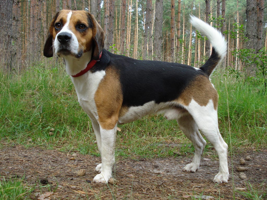 Draft in Dog Training Tips — Beagle Harrier