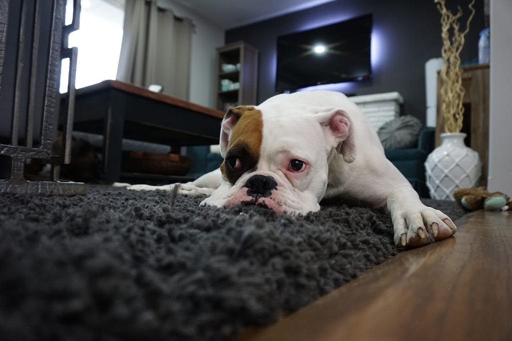 A dog is looking mopey on top of a textured dark rug.