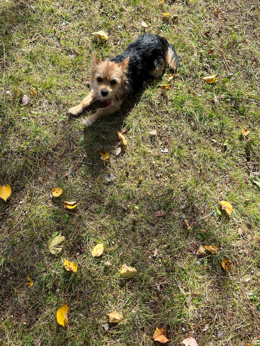 Small Morkie Dog sprawling out amid autum leaves.