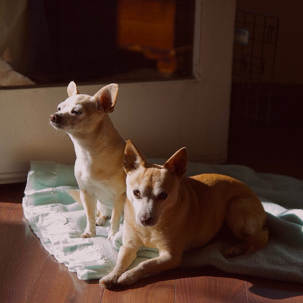 Two little dogs sitting on a blanket indoors, with sunlight coming in from the left.