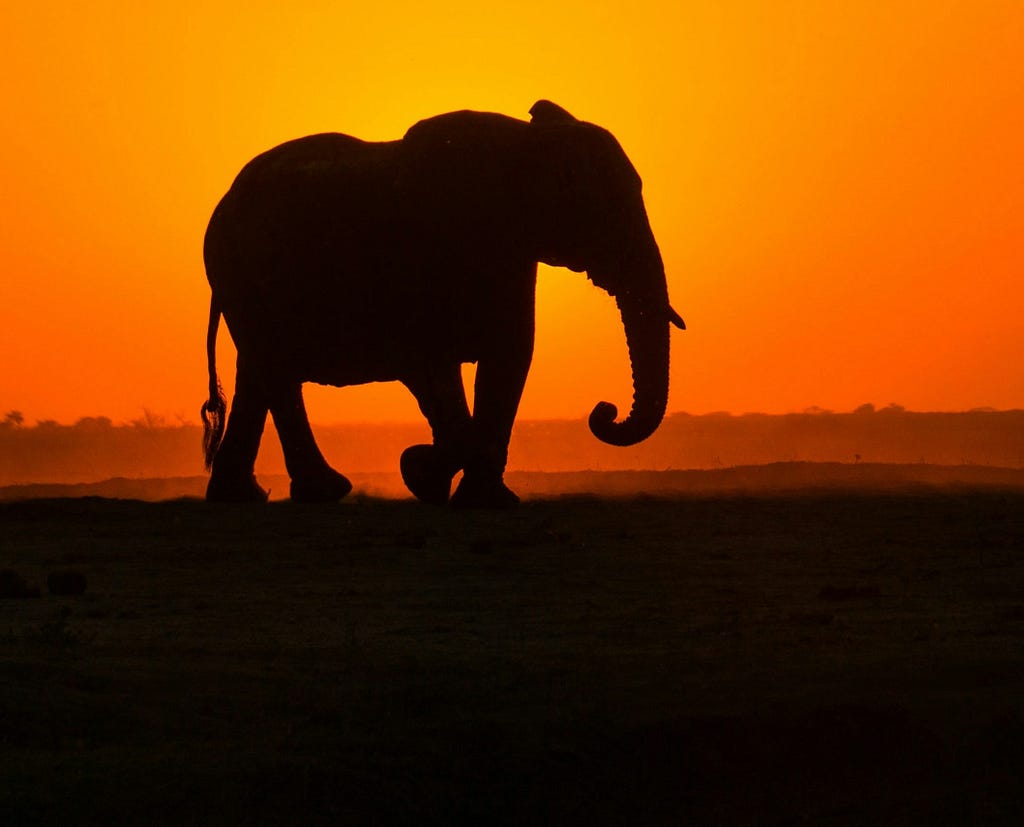 Photo by <a href=”https://unsplash.com/@atwena?utm_content=creditCopyText&utm_medium=referral&utm_source=unsplash">atwena Goodman</a> on <a href=”https://unsplash.com/photos/silhouette-of-elephant-walking-on-brown-field-during-sunset-PB4dNSELi_E?utm_content=creditCopyText&utm_medium=referral&utm_source=unsplash">Unsplash</a>