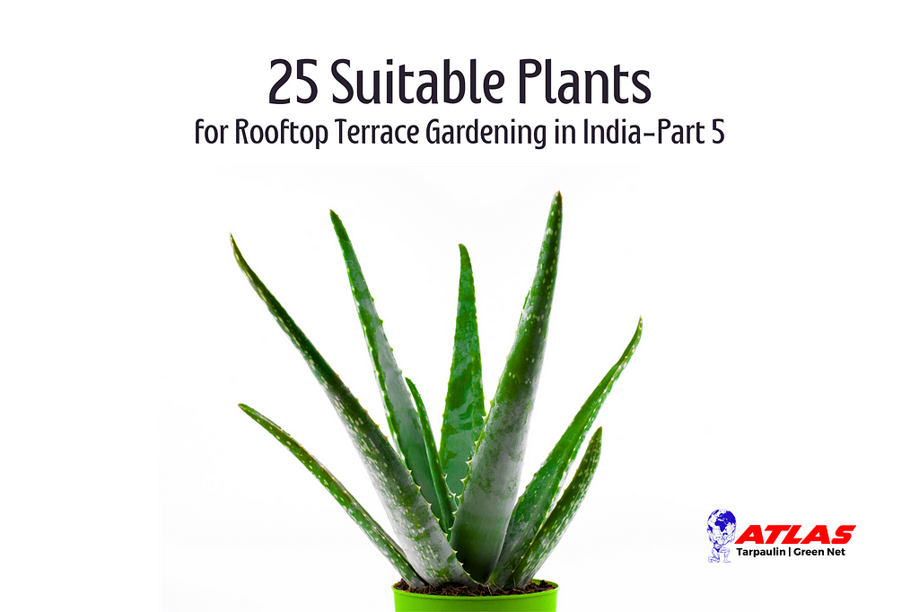 25 Suitable Plants for Rooftop Terrace Gardening in India-Part 5