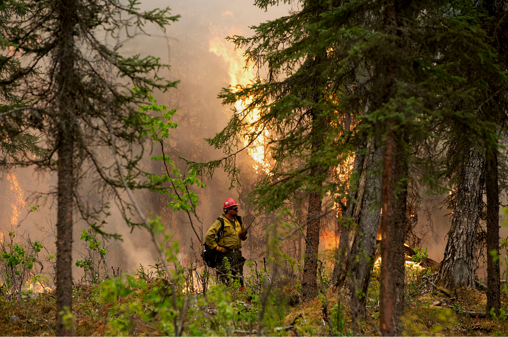 Firefighter works to extinguish a low-burning forest fire while flames erupt in the background.