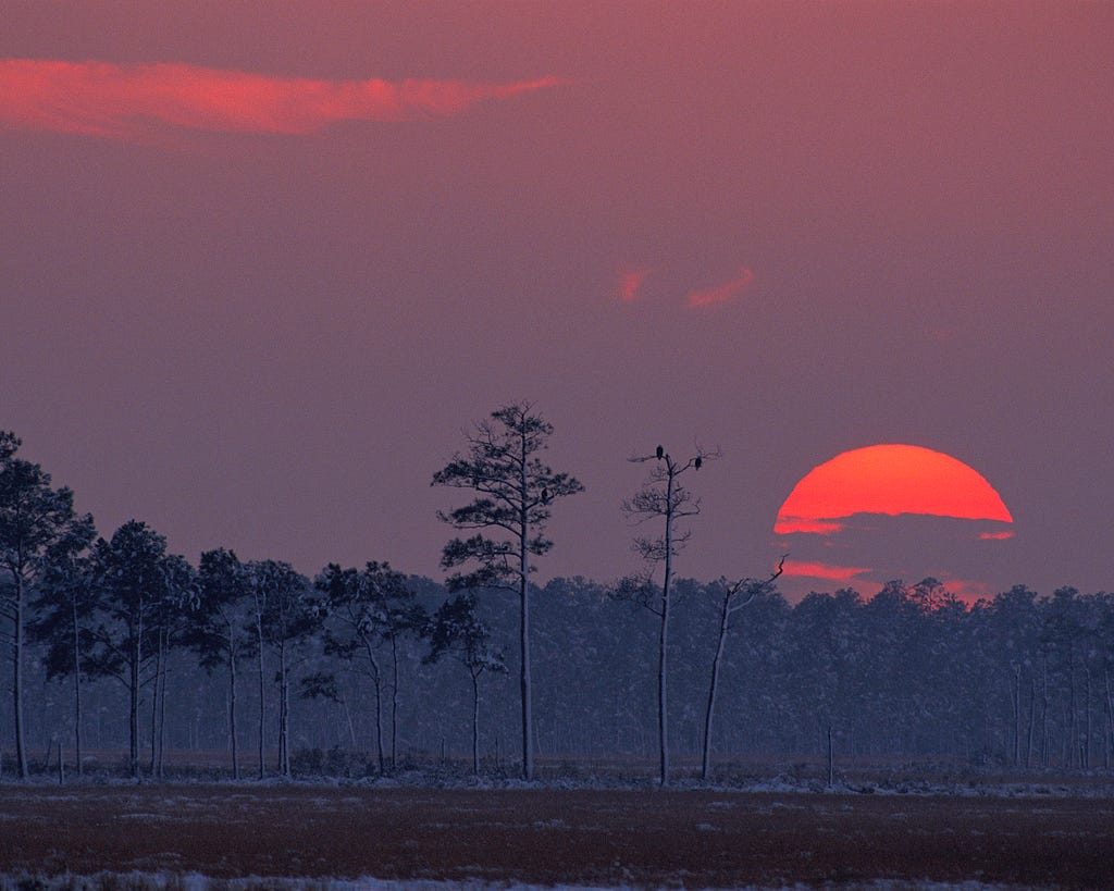 The sun — large and orange, near the horizon — descends behind the tree line in this wintry landscape show. Light snow is visible on the ground and in the trees, which are mostly tall loblolly pine trees. Two birds of prey can be seen perched in the loblolly pines.