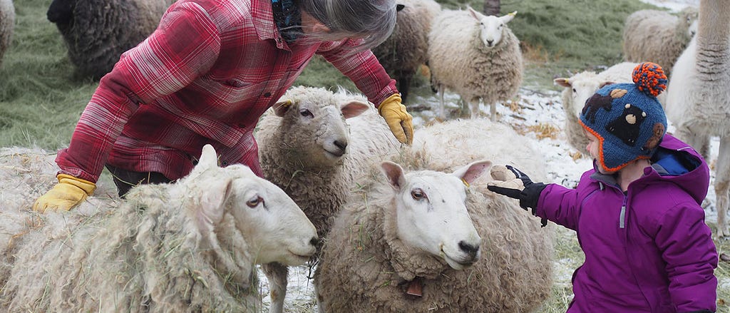 Four sheep with thick fur wool, slightly smiling. A faceless woman in a red plaid coat and yellow mittens pets one of them while a faceless young child in a magenta padded jacket, black mittens, and wool hat pets another.