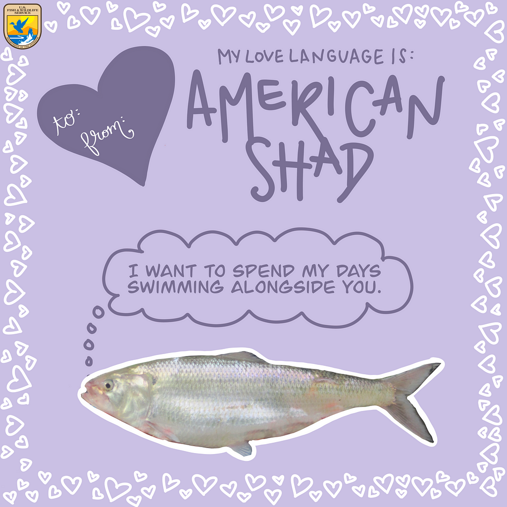 Valentine’s Card says “My love language is American Shad”. Words “I want to spend my days swimming with you” appear above a fish.