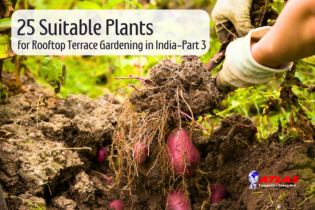 25 Suitable Plants for Rooftop Terrace Gardening in India-Part 3