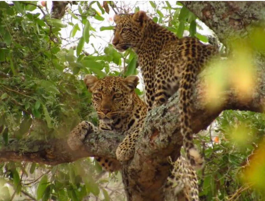 A leopard and her cub resting on a thick branch, hidden among the leaves.
