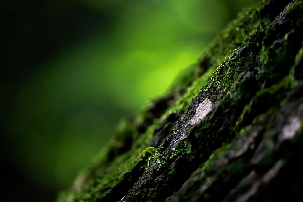 Just a few steps away from the tripod trial (first post), I noticed the sun hitting very selective parts of a tree. The macro and the light qualities combined to a decently complimentary background. It’s probably a bit more abstract than what I was hoping for, but my thoughts still go places when I look at this image. Duisburg, Germany, 24 July 2024.