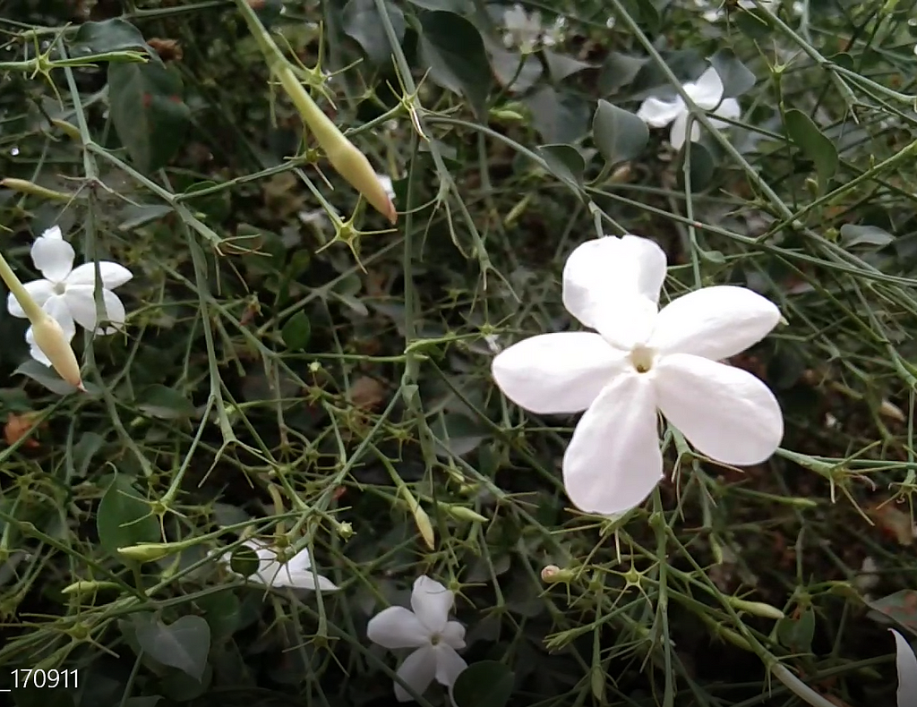 Chameli (Jasmine)