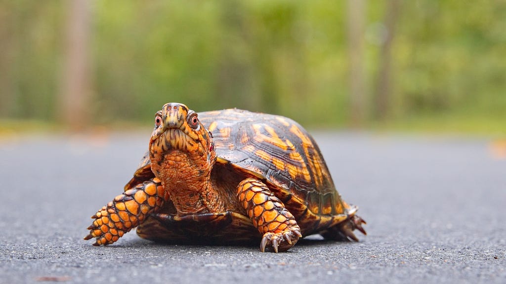 Eastern box turtle with a mosquito biting its cheek.