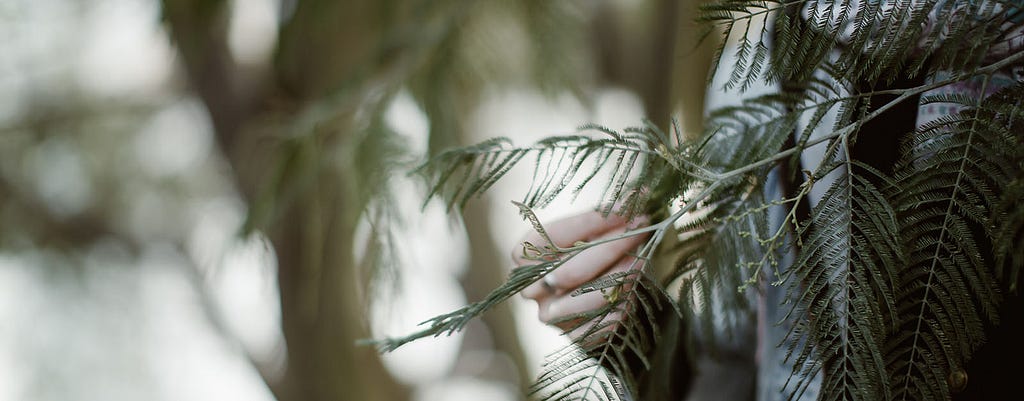 A hand holding a conifer’s branch over a blurred vegetal background