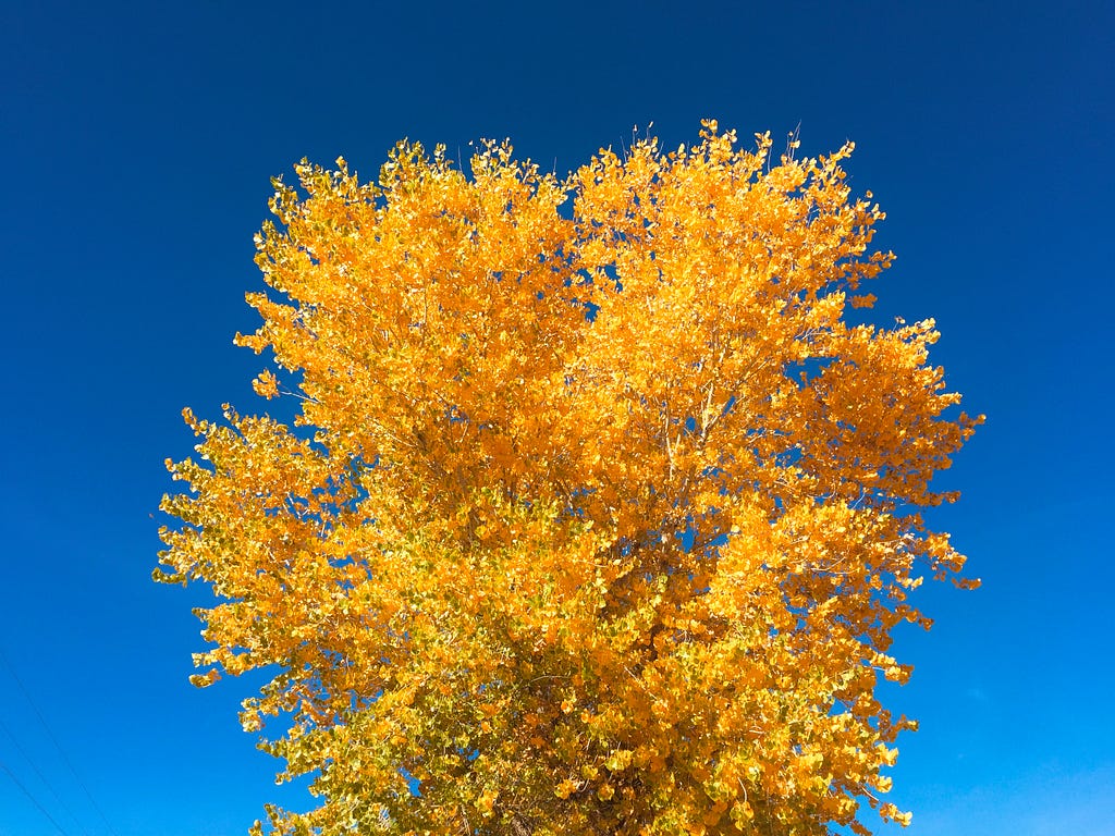 A photo of a tree with yellow leaves. This photo was taken on Navajo Nation.