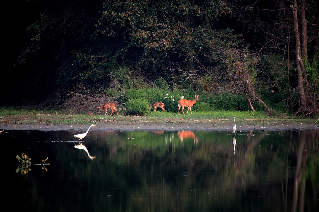 three deer and two birds on the edge of a reflective pond