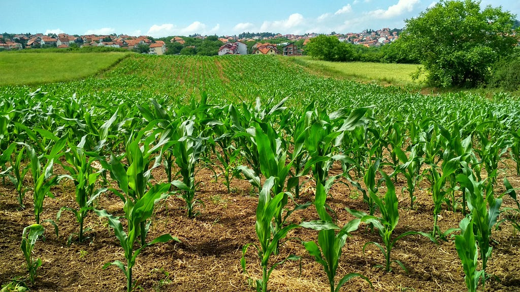 A corn field by Flambo on Pexels