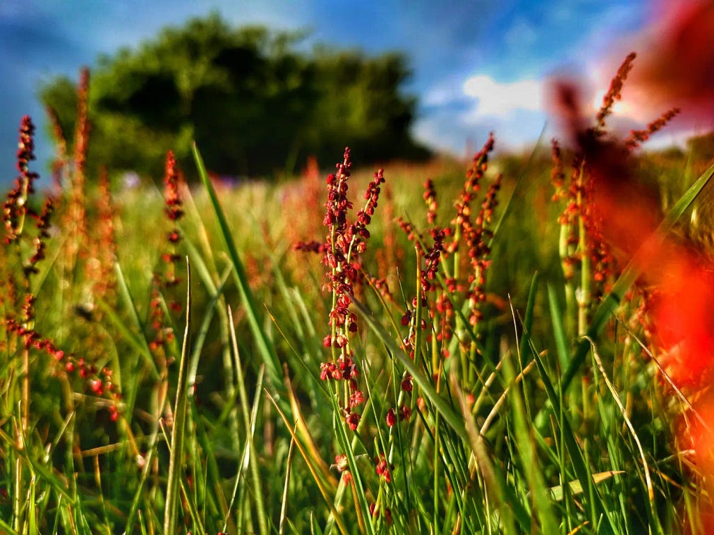 green grass with red tuft flowers