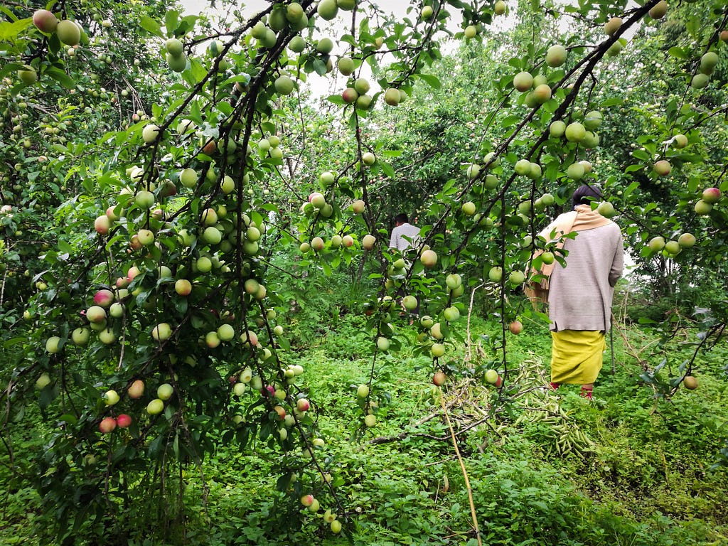 Two persons are in a garden full of ripening plum trees