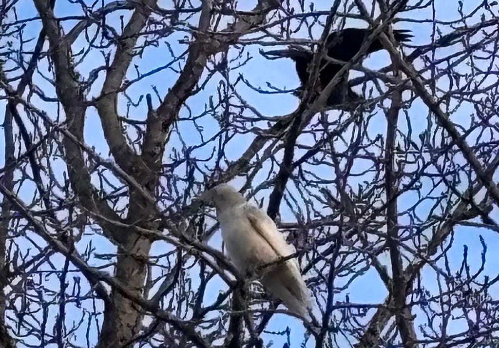 The white raven in a tree with a more typically-colored black raven in Anchorage, Alaska in early 2024.