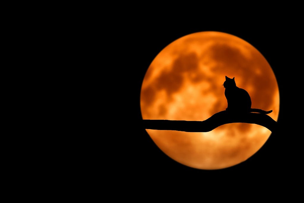 A cat silhouete on a tree branch with an orange moon.