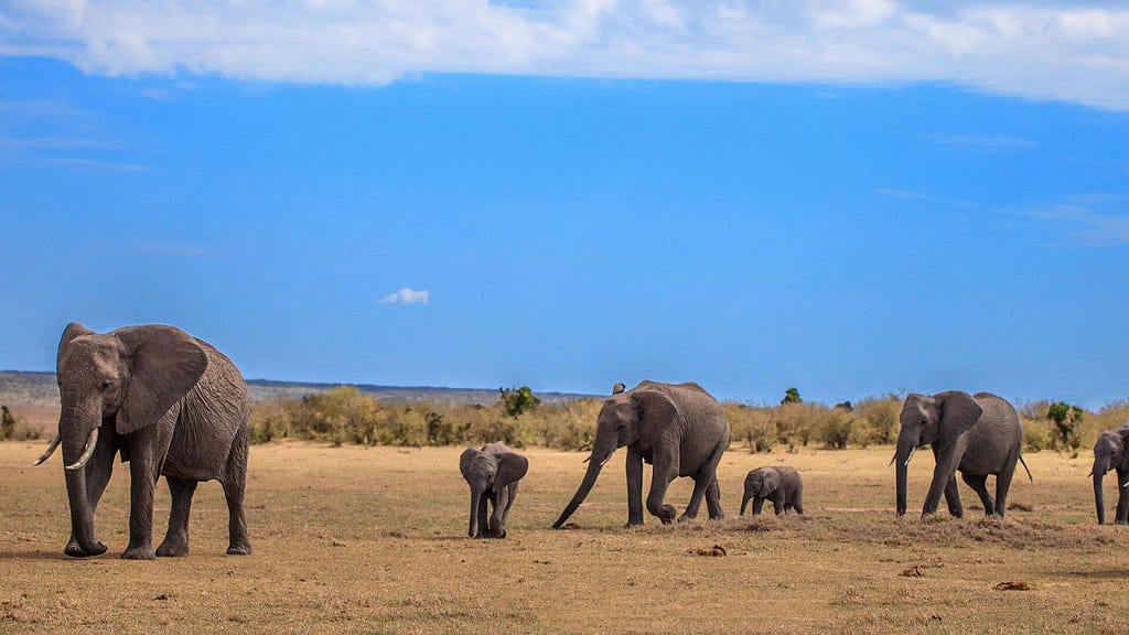 Elephants in Gir National Park