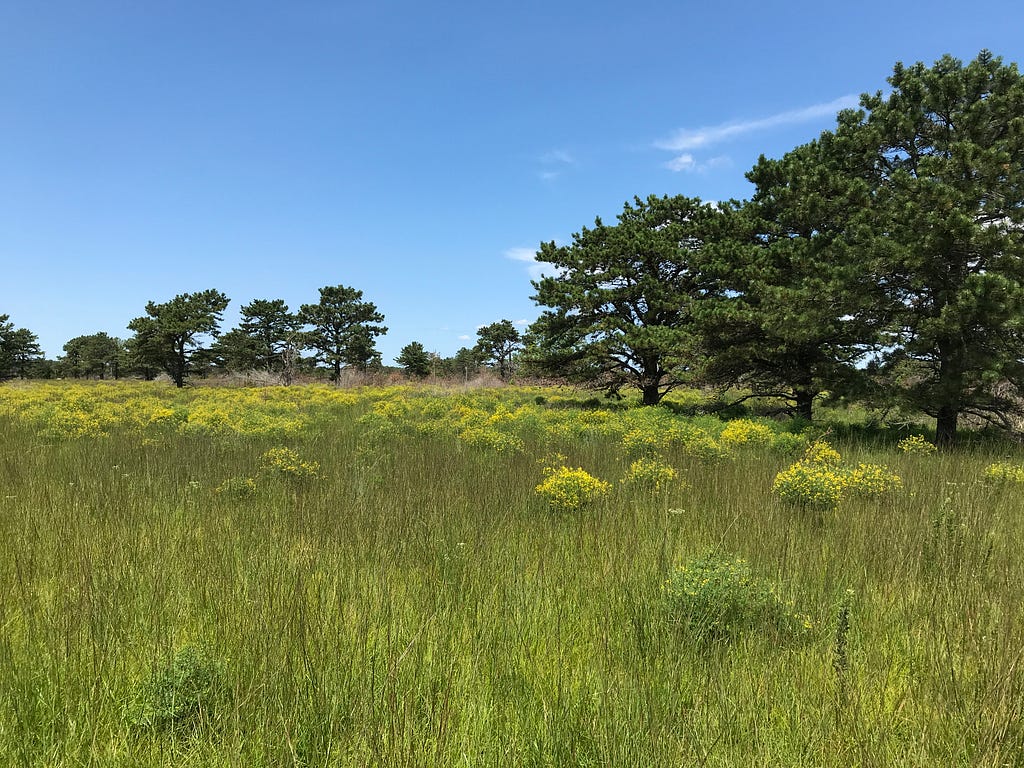 Yellow wildflowers bloom in a grassland surrounded by pines