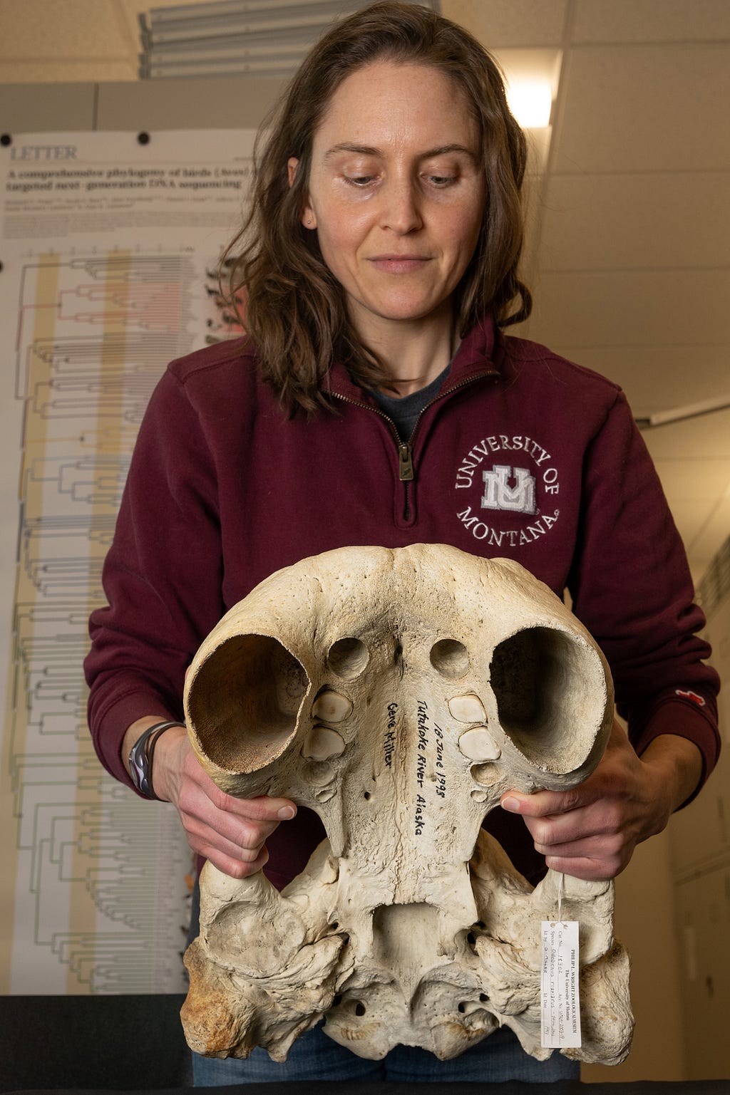 Museum curator Angela Hornsby holds a walrus skull.