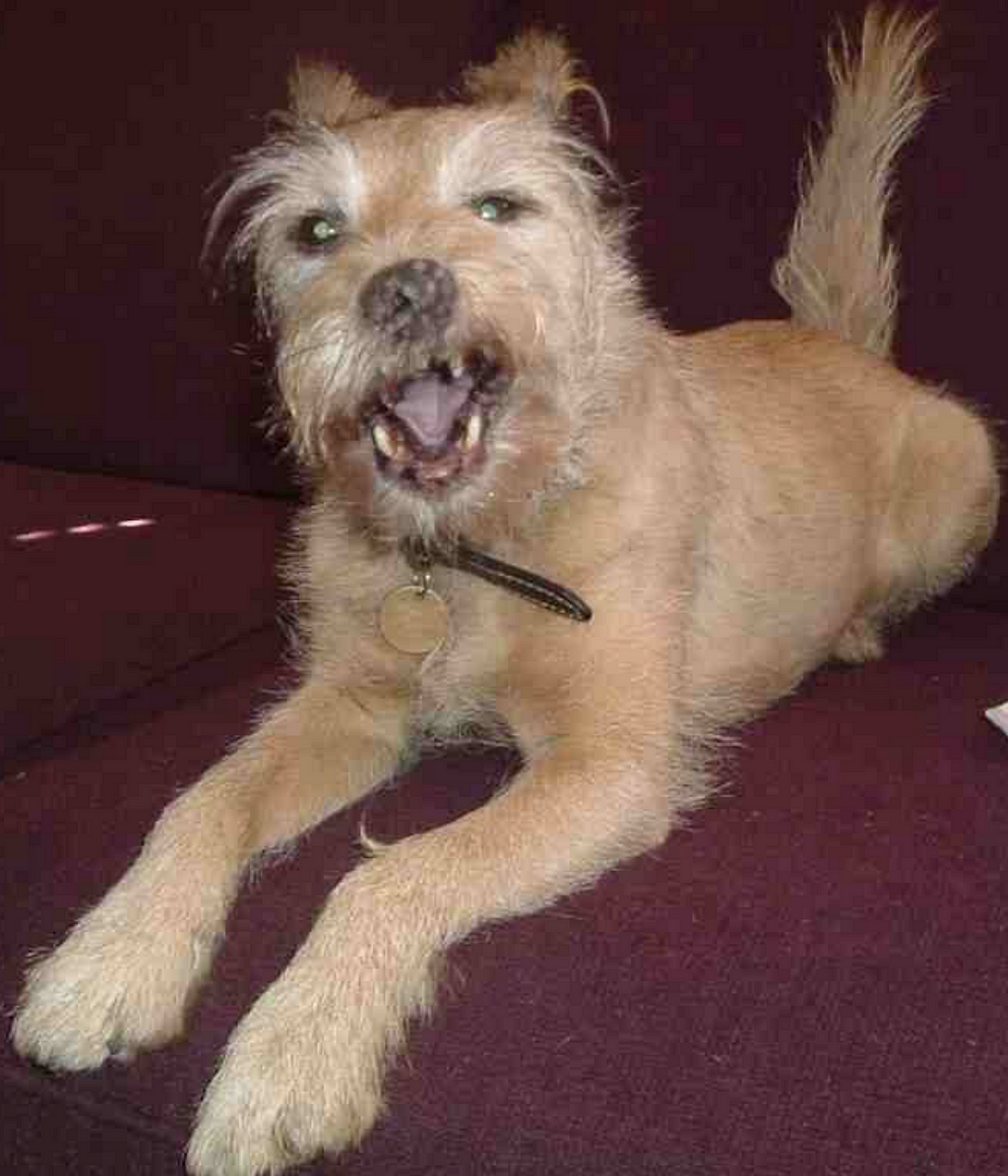 an old beige terrier dog