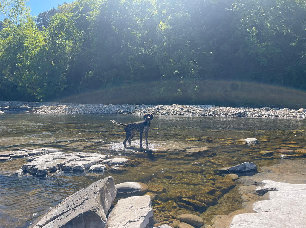 perro en el río Pas