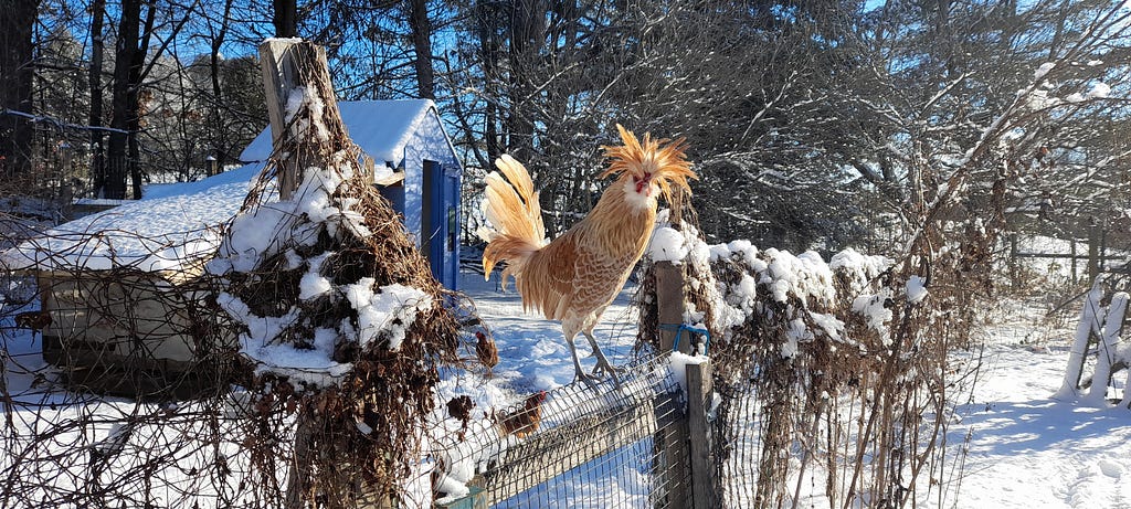 An orange roosters stands atop a snowy fence, looking curiously at the camera.