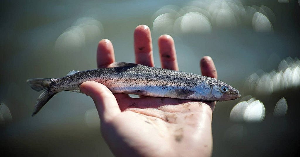 a small fish in a hand