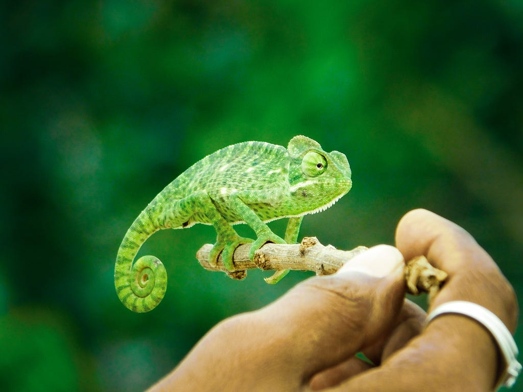 A photo of a chameleon on a little branch.